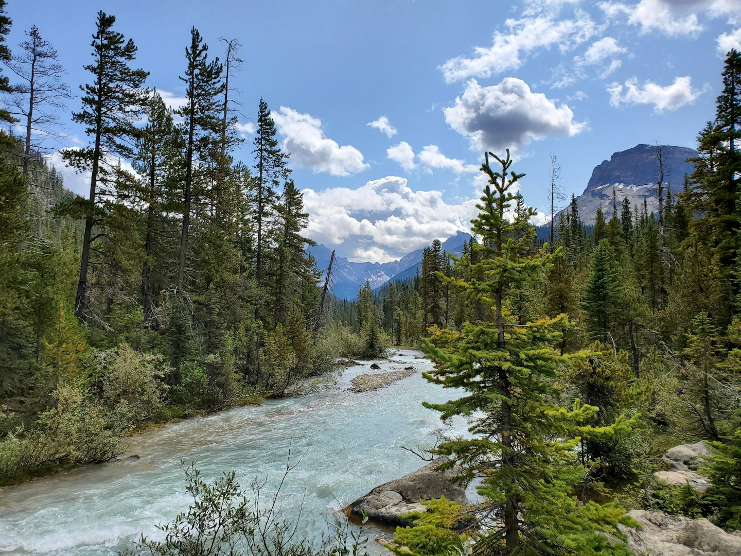 A glacial river winds through a pine forest with mountains beyond.